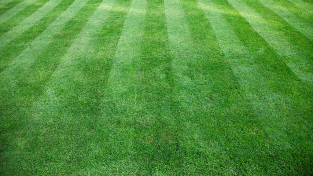 Image of natural turf